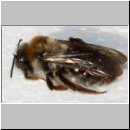 x-Biene 11mm w01a mit Stylops.jpg